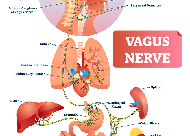 The Relationship Between HRV and Chronic Pain The Relationship Between HRV and Chronic Pain