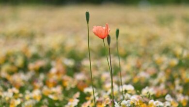 My IVF journal: Am I fertile even if I am Not fertile? — SOPHIE SANDERS