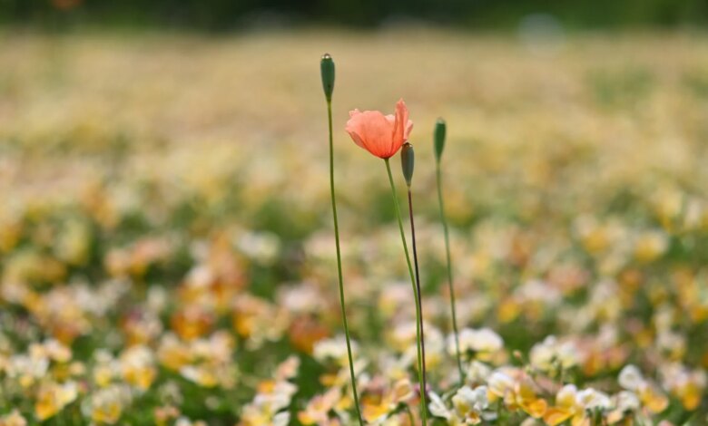 My IVF journal: Am I fertile even if I am Not fertile? — SOPHIE SANDERS